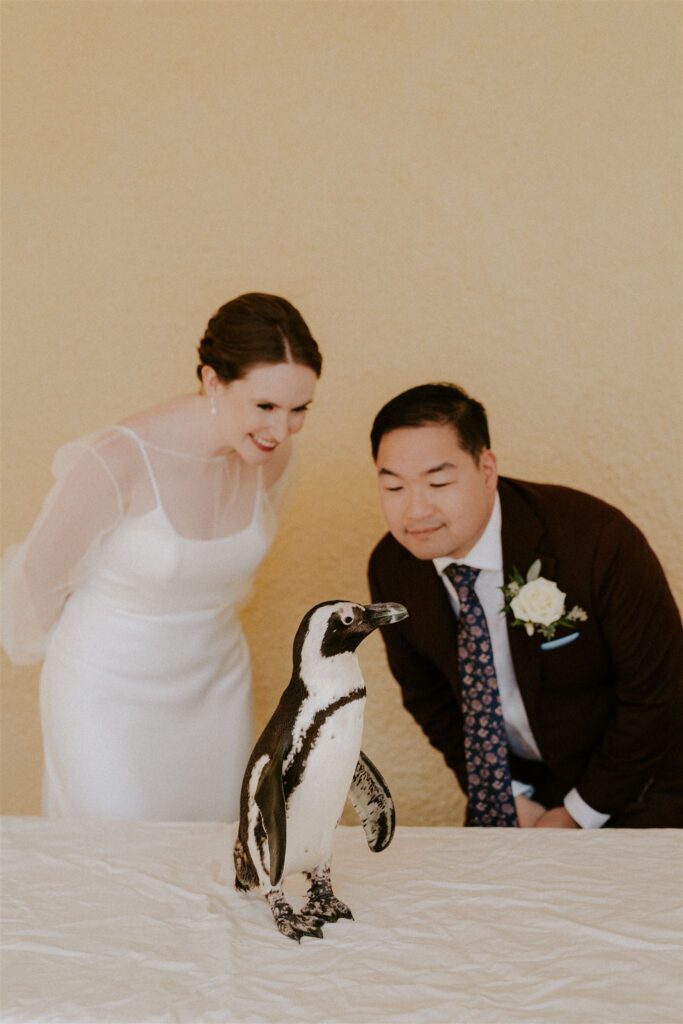 bride and groom looking at a cute little penguin during their baltimore zoo wedding day