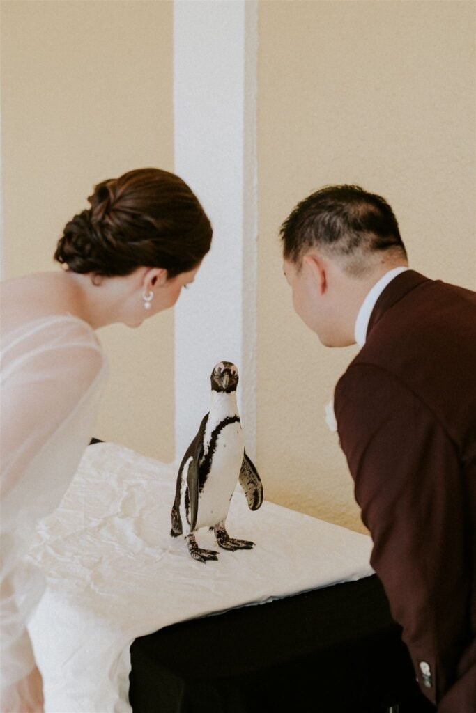 bride and groom looking at a cute little penguin during their baltimore zoo wedding day
