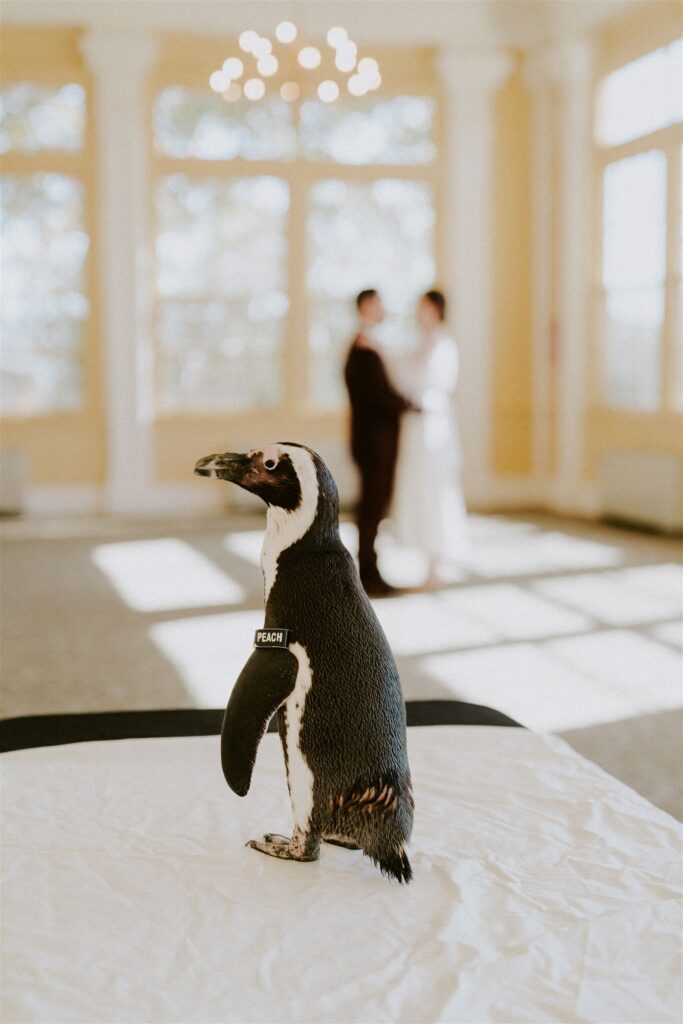bride and groom sharing their first dance in a room in front of a cute little penguin