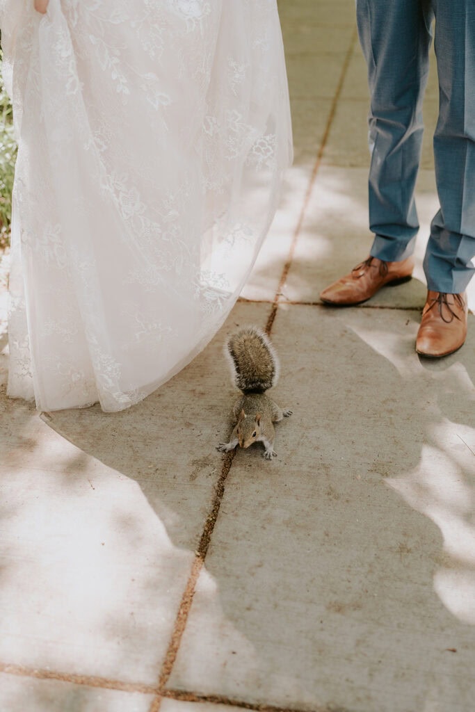 squirrel on the sidewalk