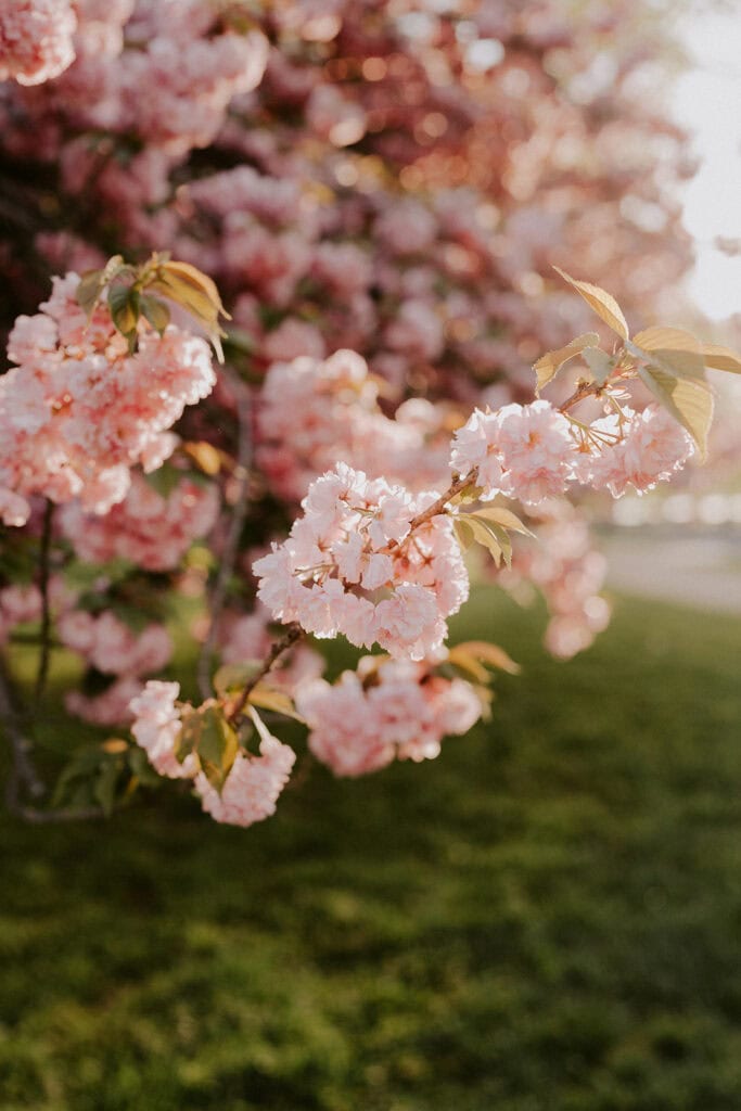 pink cherry blossoms