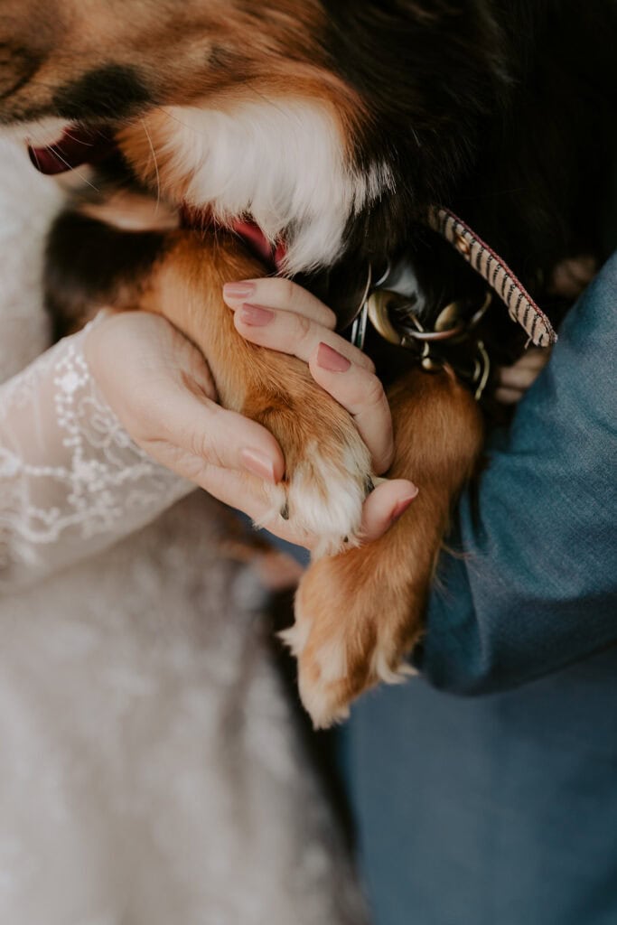 bride and groom snuggling their dog