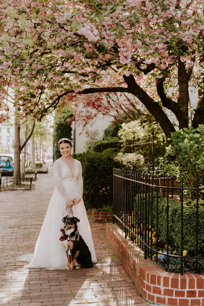 bride posing with her dog under a cherry blossom tree