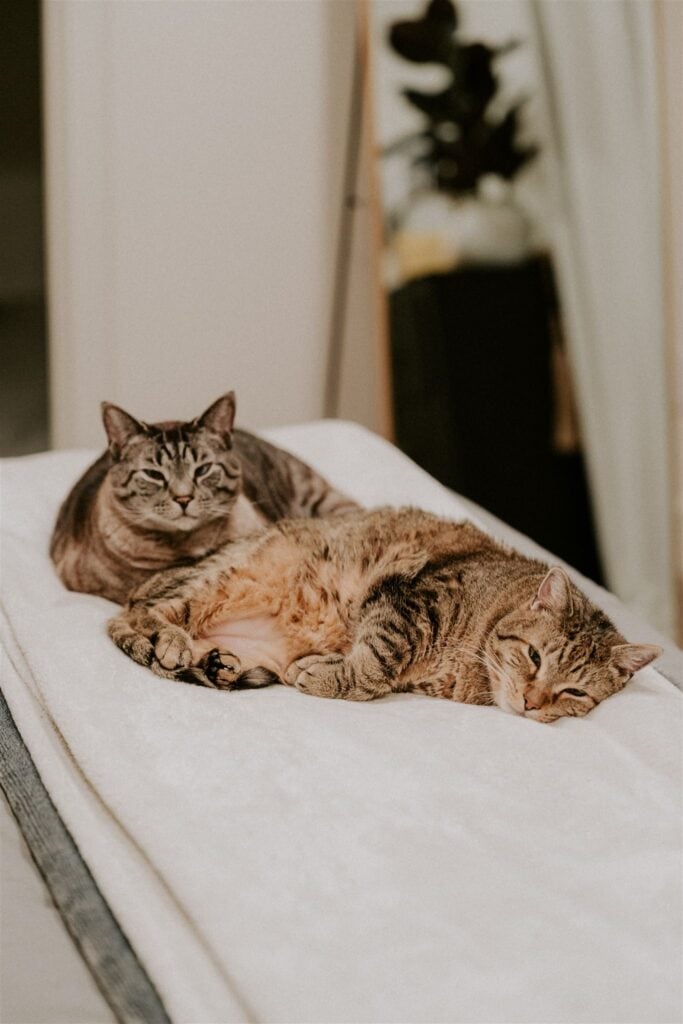 cats sleeping cozy on the bed as bride gets ready